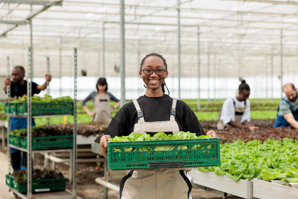Entrega Grátis em Luanda